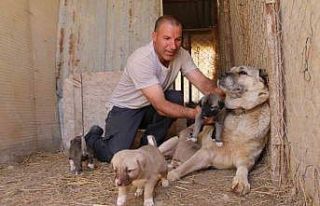 Uzmanı açıkladı: "Kangallar, düşmanı olan...