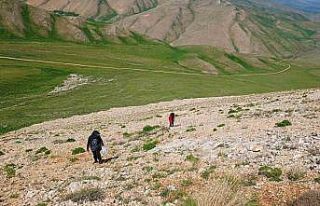 Uzmanlardan heliz otu ve mantar zehirlenmesi uyarısı