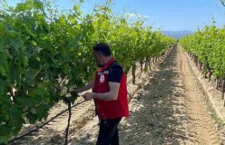Üzüm bağlarında hasat öncesi pestisit denetimi...