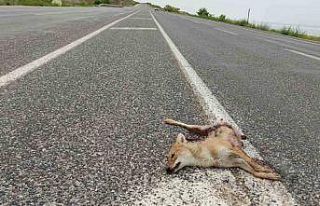 Van’da araçların çarptığı iki tilki telef...