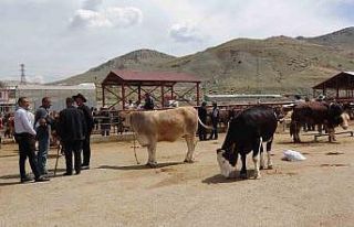 Van’da kurbanlıklar görücüye çıktı