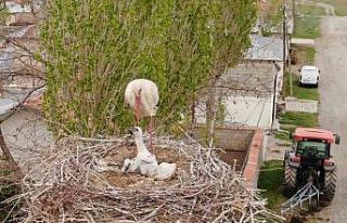 Van’da leylekler 48 yıldır aynı direğe yuva...