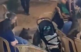 Yaban domuzu düğüne daldı