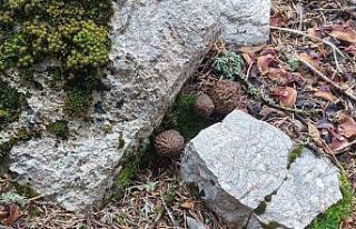 Yağışlar kuzugöbeği mantarı tutkunlarını da...