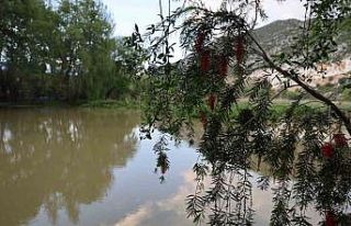 Yağmurlarla birlikte su seviyesi arttı doğa coştu