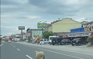 Yalova’da kaçak kurbanlık koyun trafiği birbirine...