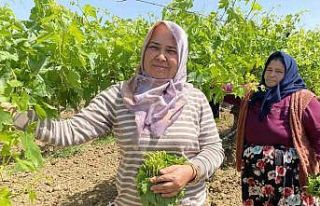 Yaprağı meyvesinden daha çok kazandırıyor
