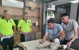 Yaralı leyleğe polisten şefkat eli