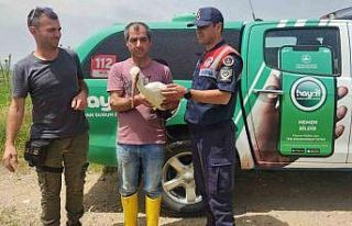 Yaralı leylek 3 aylık tedavi sonrası doğaya salındı