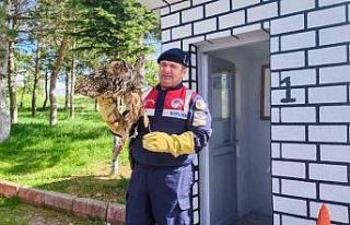 Yaralı puhu kuşu tedavi altına alındı