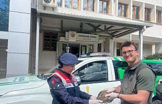 Yaralı tavşan jandarmanın şefkat eliyle doğaya...
