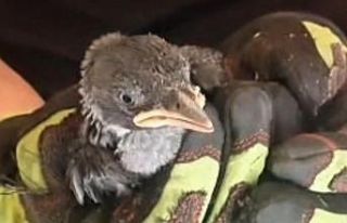 Yavru karga ve kediyi itfaiye kurtardı