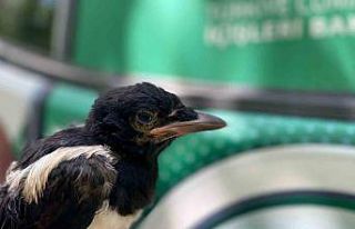 Yavru kargaya jandarma şefkati