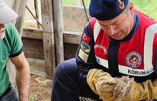 Yavru yaban tavşanına jandarmadan yardım eli