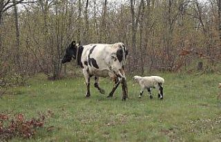 Yavrusu ölen inek, annesiz kalan kuzuyu sahiplendi