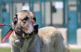 Yavrusunun fiyatı 17 bin 400 lira ve sahip olmak...