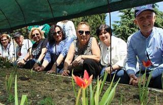 Yitik Türk lalesi sadece 2 hafta çiçek açıyor