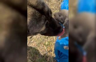 Yozgat’taki görüntü tepki çekmişti, asıl nedeni...