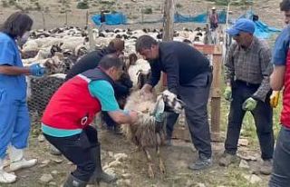 Yüksekova’da şap hastalığına karşı aşılama...