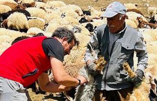 Yüksekova’da şap hastalığına karşı aşılama...