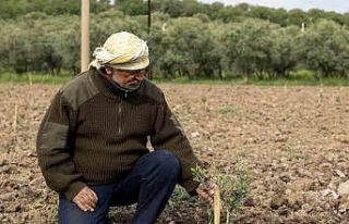 Yunusemre’de fidanlar toprakla buluşuyor