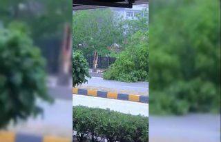 Zonguldak’ta şiddetli rüzgar ağaçları devirdi