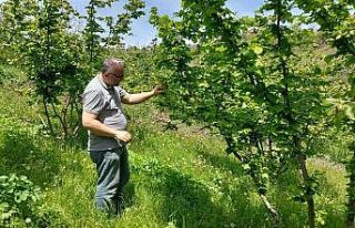 Zonguldak’ta zirai don ve hastalık kontrolleri...