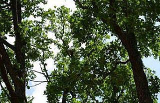 18 saat mahsur kalan kedisine kavuşunca gözyaşlarına...