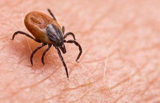 1 kişinin hayatını kaybettiği Tomarza’da kene...