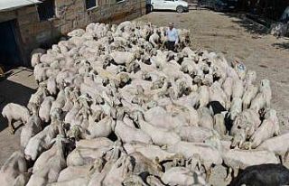 1 yılda büyüyen yünler, 1 buçuk dakika kırkılıyor