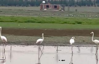 280 türden fazla kuşa ev sahipliği yapan Diyarbakır’da...
