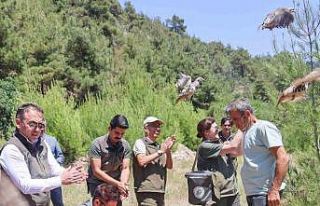 300 kınalı keklik doğaya salındı