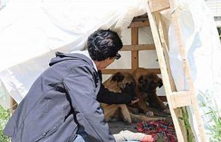 30 yıldır sokak hayvanlarını besliyor