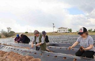 6 fideyle başladı, 60 bin fideye ulaştı