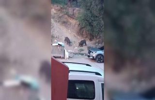 Aç kalan domuzlar çöpte yem aradı
