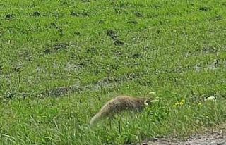 Aç kalan kızıl tilki fare avladı