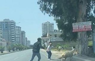 Adana’da kaçan koyun ve keçiler sahiplerini peşlerinden...