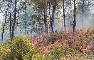 Adana’da orman yangını kontrol altına alındı