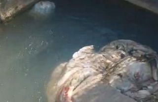 Adana’da sulama kanalları hayvan pislikleriyle...