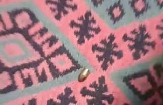 Adana’da yorgun mermi, ailenin oturduğu çardağa...