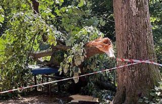 Ağacın altında birinin kaldığını düşünen...