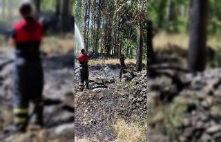 Ağaçlık alandaki örtü yangını söndürüldü