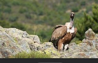 Akbabalar fotokapanlarla böyle görüntülendi