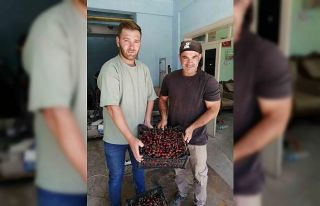 Akşehir’de ilk kiraz hasat edildi