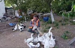 Akyaka’da bir vatandaş kazlarını özenle besliyor