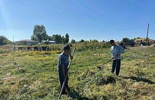 Akyaka’da ot biçimi başladı