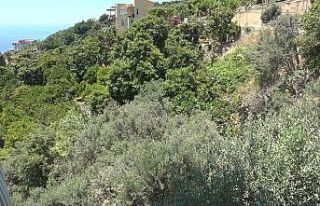 Alanya’da apartmana giren yılana kafa tutan sokak...