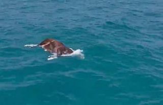 Alanya’da denizde ölü inek bulundu