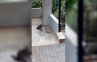 Alanya’da yılana kafa tutan kedi