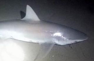 Amatör oltacı kıyıdan 2 köpek balığı yakaladı:...